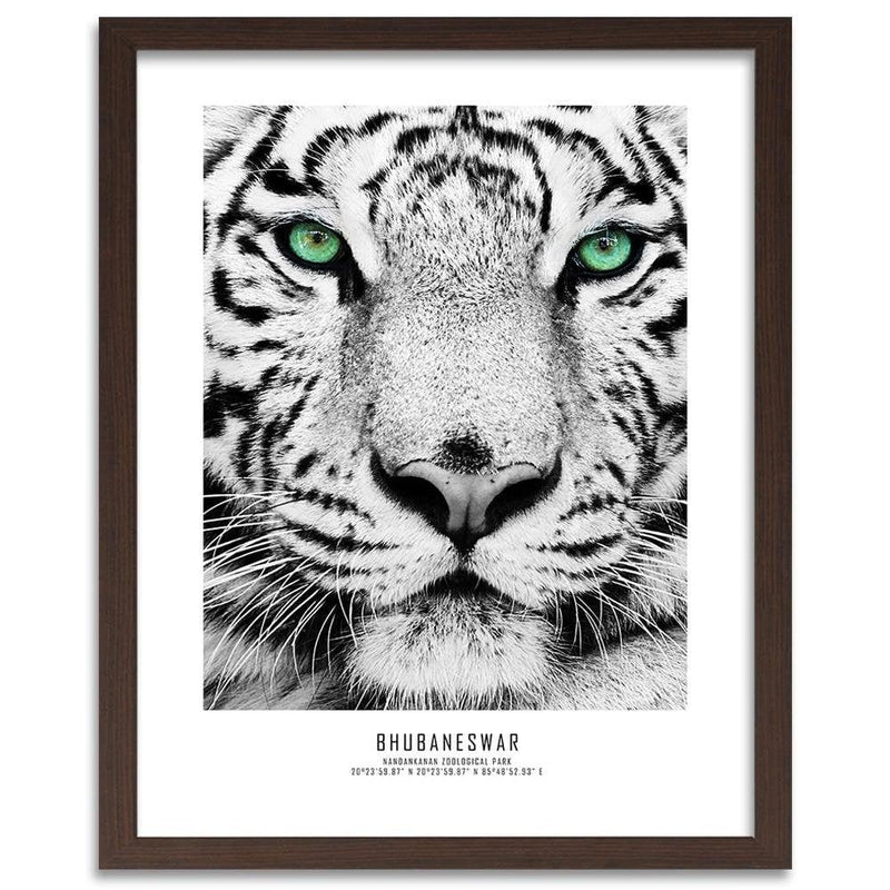 Glezna brūnā rāmī - White Tiger  Home Trends DECO