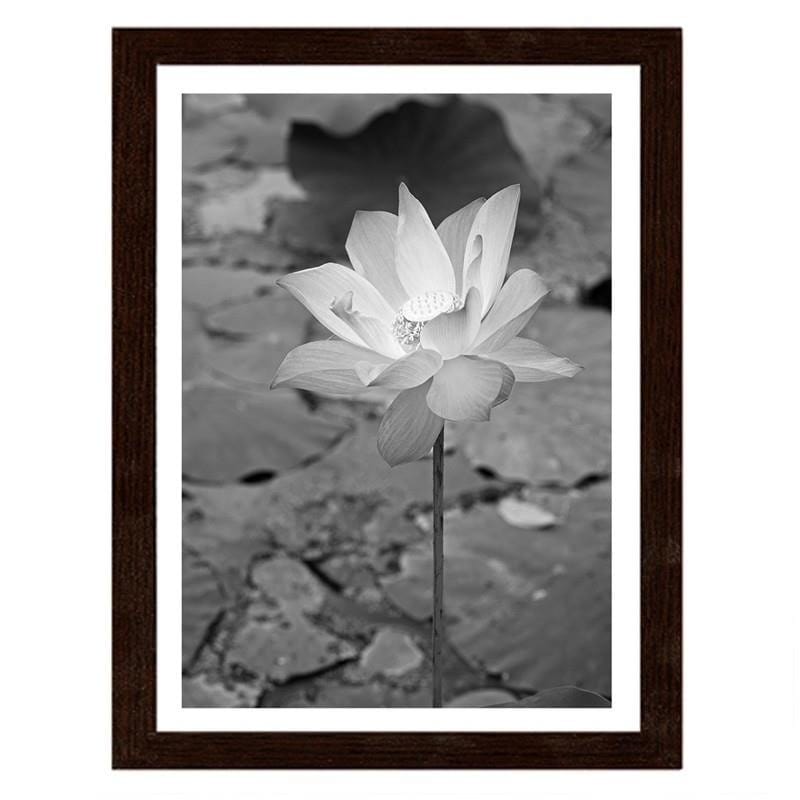 Glezna brūnā rāmī - White water lily  Home Trends DECO