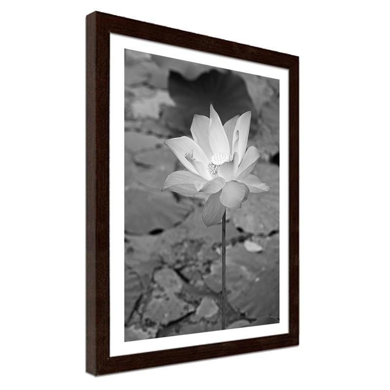 Glezna brūnā rāmī - White water lily  Home Trends DECO