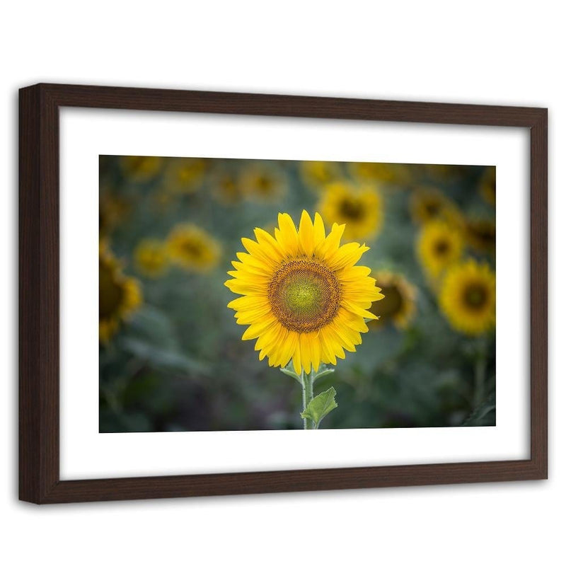 Glezna brūnā rāmī - Young Sunflower  Home Trends DECO