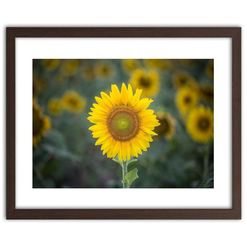 Glezna brūnā rāmī - Young Sunflower  Home Trends DECO